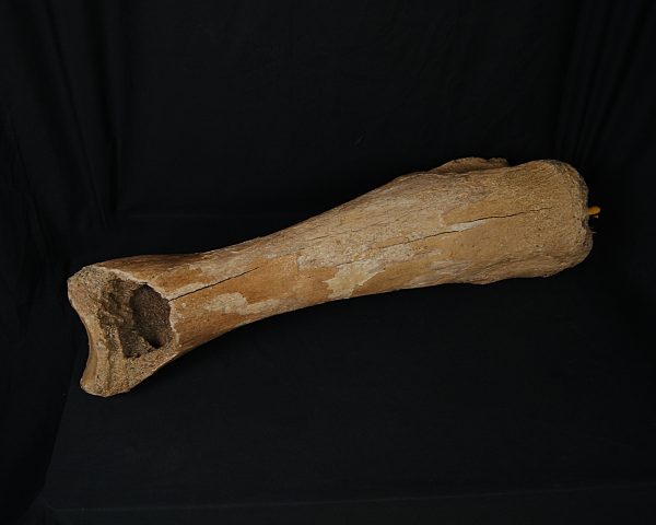 SONY DSC Tibia de mamut lanudo adulto XXL