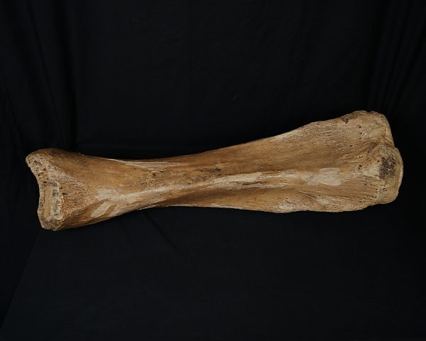 SONY DSC Tibia de mamut lanudo adulto XXL