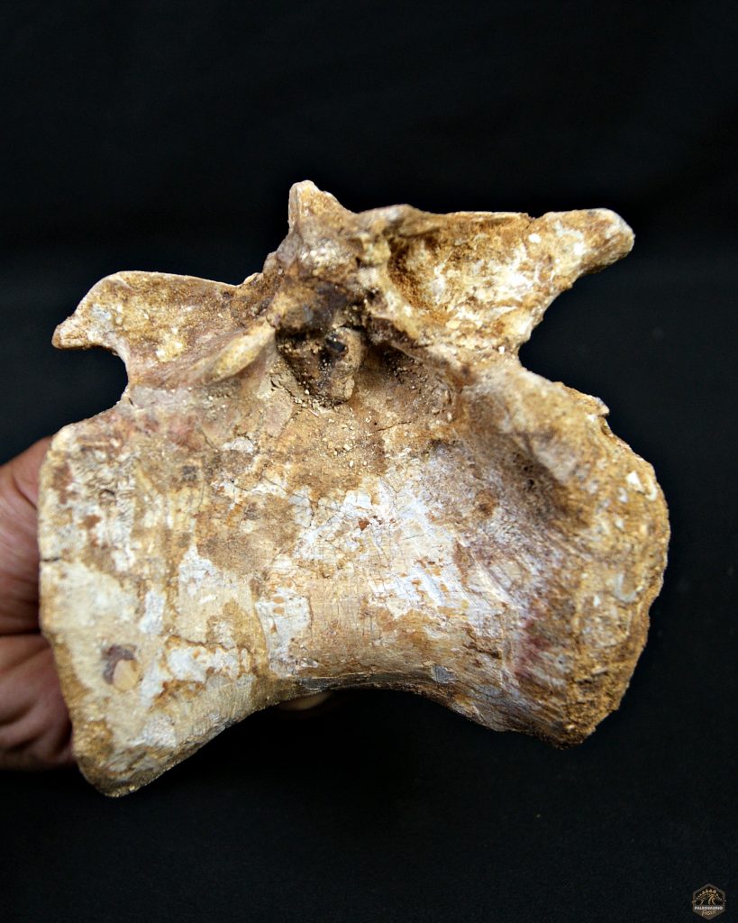 Vértebra de Spinosaurus