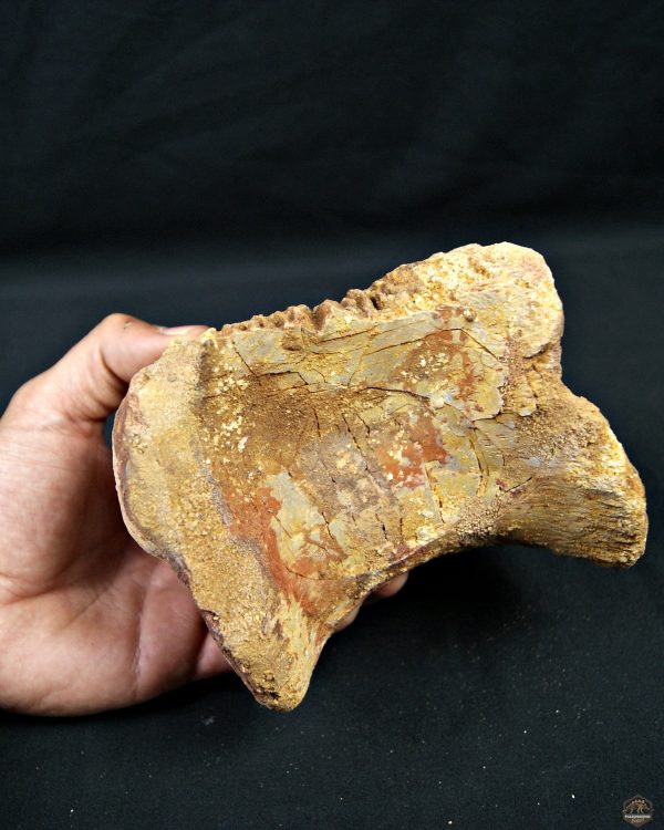 SONY DSC Vértebra de Spinosaurus XXL