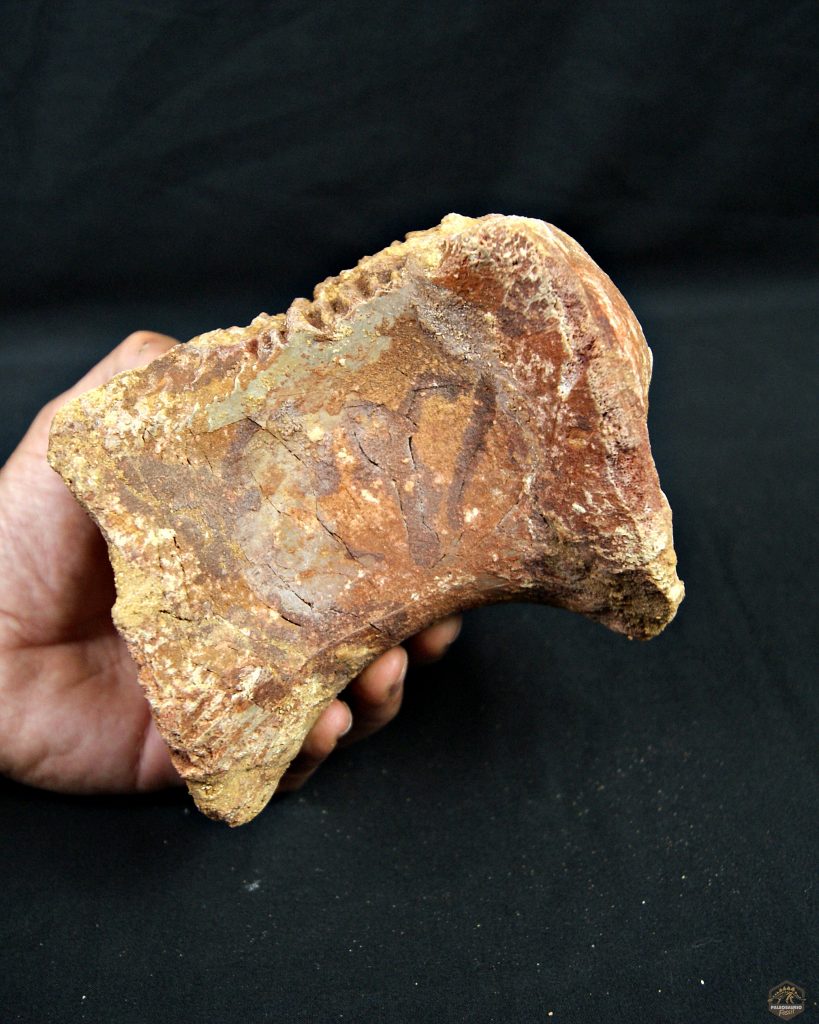 Vértebra de Spinosaurus XXL