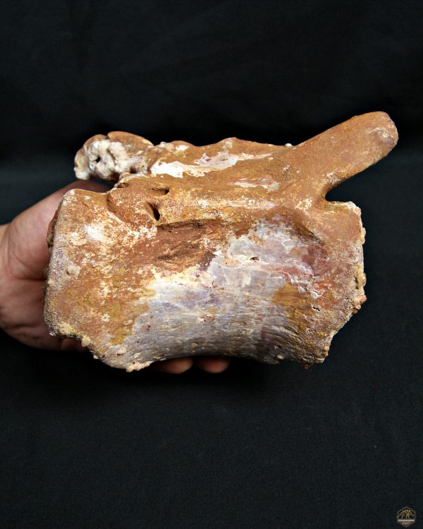 Vértebra de Rebbachisaurus garasbae