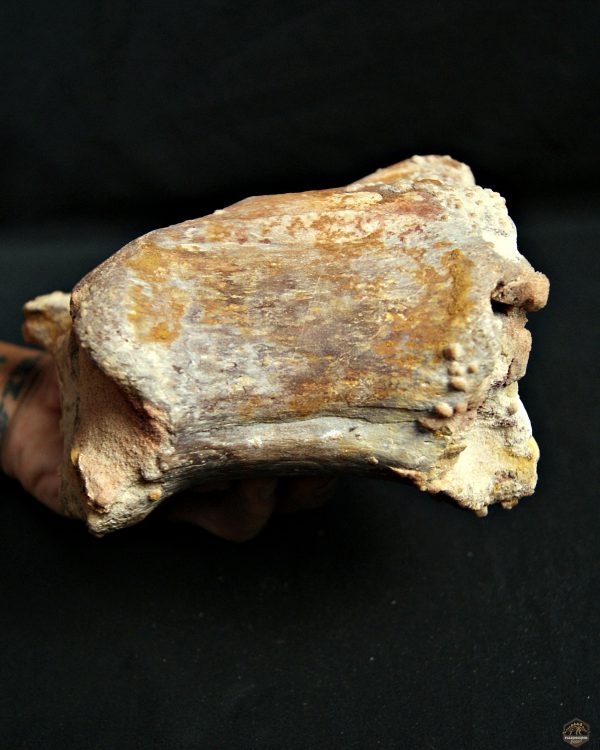 Vértebra de Rebbachisaurus garasbae