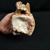 Vértebra de Rebbachisaurus garasbae