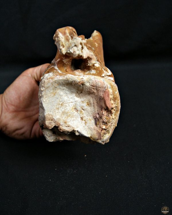 Vértebra de Rebbachisaurus garasbae