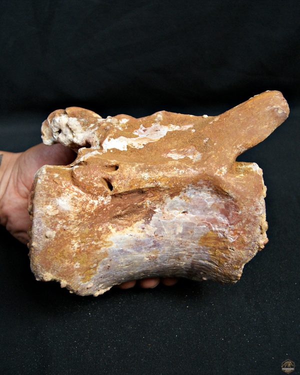 Vértebra de Rebbachisaurus garasbae