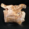 Vértebra de Rebbachisaurus garasbae