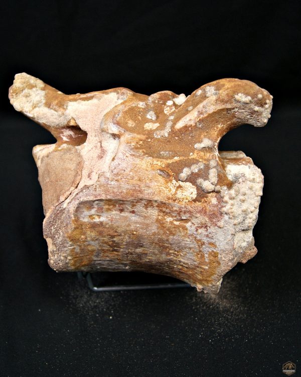Vértebra de Rebbachisaurus garasbae