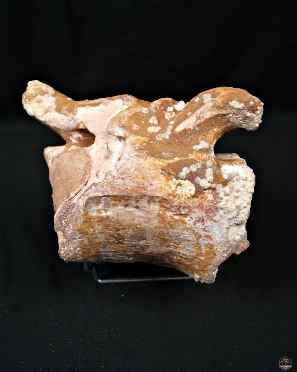 Vértebra de Rebbachisaurus garasbae