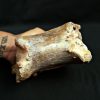 Vértebra de Rebbachisaurus garasbae