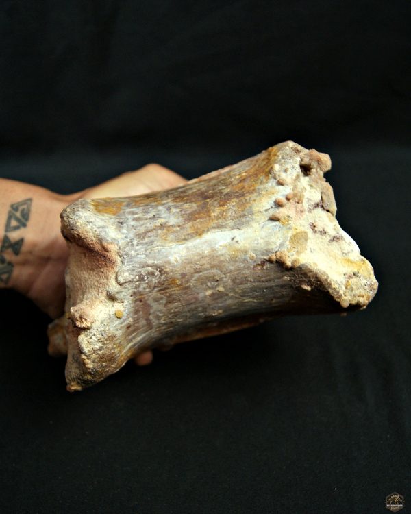 Vértebra de Rebbachisaurus garasbae