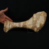 Omóplato de dinosaurio indeterminado