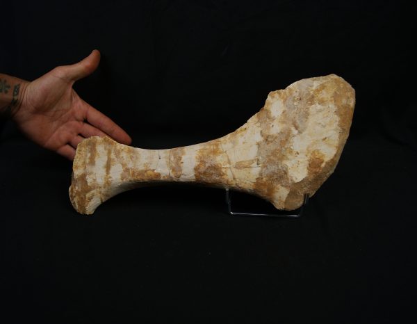 Omóplato de dinosaurio indeterminado
