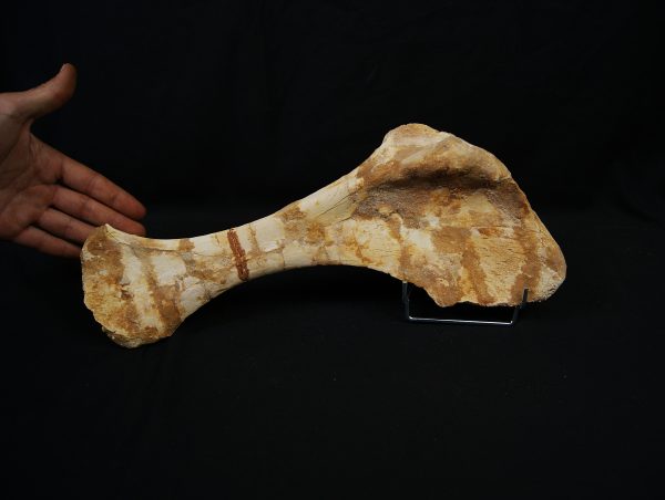 Omóplato de dinosaurio indeterminado