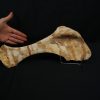 Omóplato de dinosaurio indeterminado
