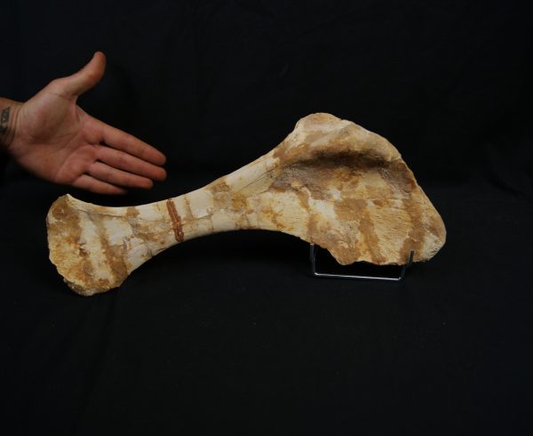 Omóplato de dinosaurio indeterminado