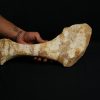 Omóplato de dinosaurio indeterminado