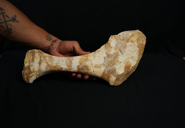 Omóplato de dinosaurio indeterminado