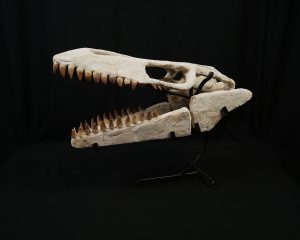 SONY DSC Cráneo de Mosasaurus