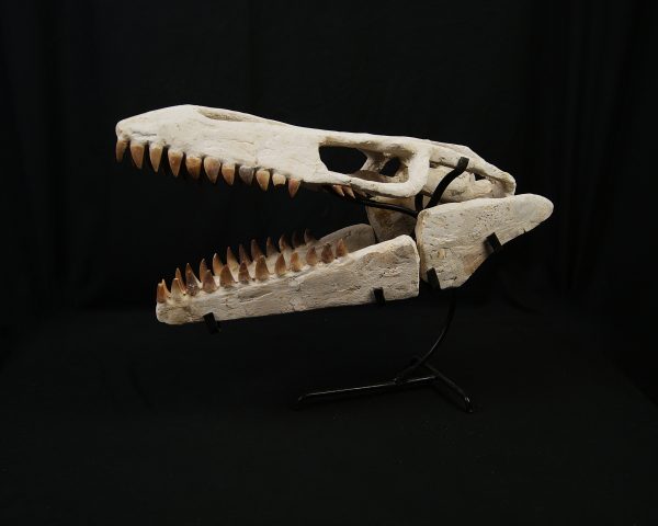 SONY DSC Cráneo de Mosasaurus