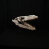 SONY DSC Cráneo de Mosasaurus