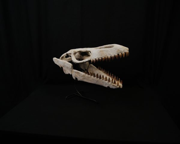 SONY DSC Cráneo de Mosasaurus