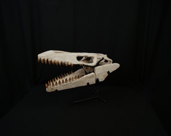 SONY DSC Cráneo de Mosasaurus