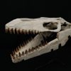 SONY DSC Cráneo de Mosasaurus