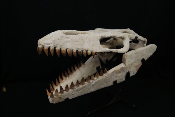 SONY DSC Cráneo de Mosasaurus