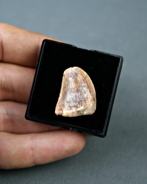Carcharodontosaurus saharicus