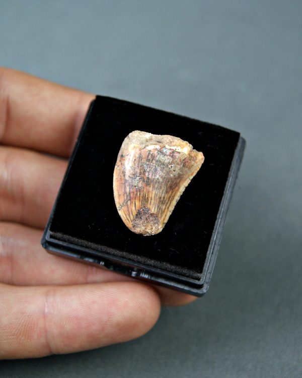 Carcharodontosaurus saharicus