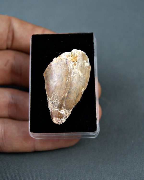 Carcharodontosaurus saharicus