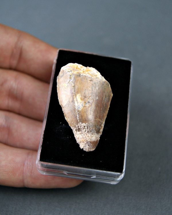 Carcharodontosaurus saharicus