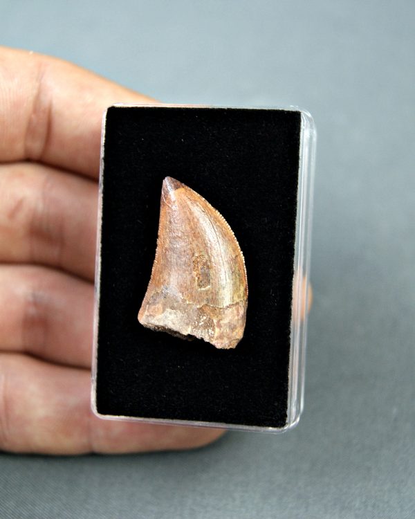Carcharodontosaurus saharicus