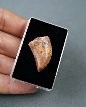 Carcharodontosaurus saharicus