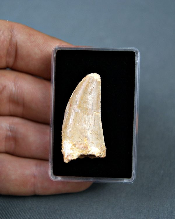 Carcharodontosaurus saharicus