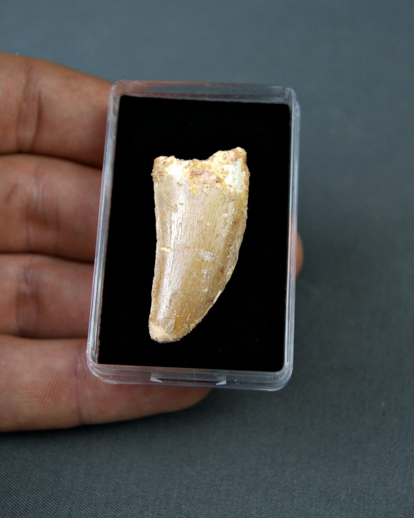 Carcharodontosaurus saharicus