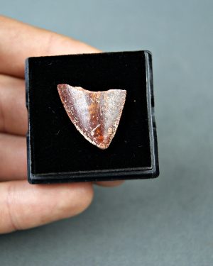 Carcharodontosaurus saharicus