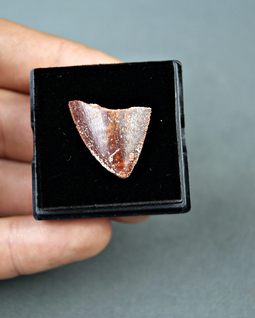 Carcharodontosaurus saharicus