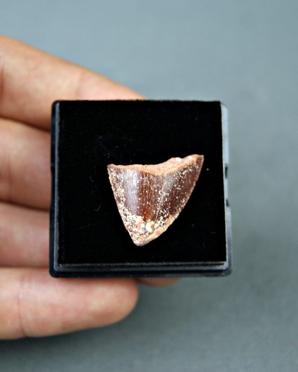 Carcharodontosaurus saharicus