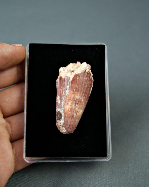 Spinosaurus aegyptiacus