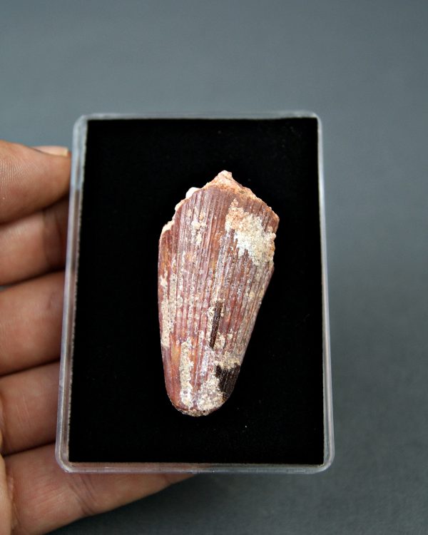 Spinosaurus aegyptiacus