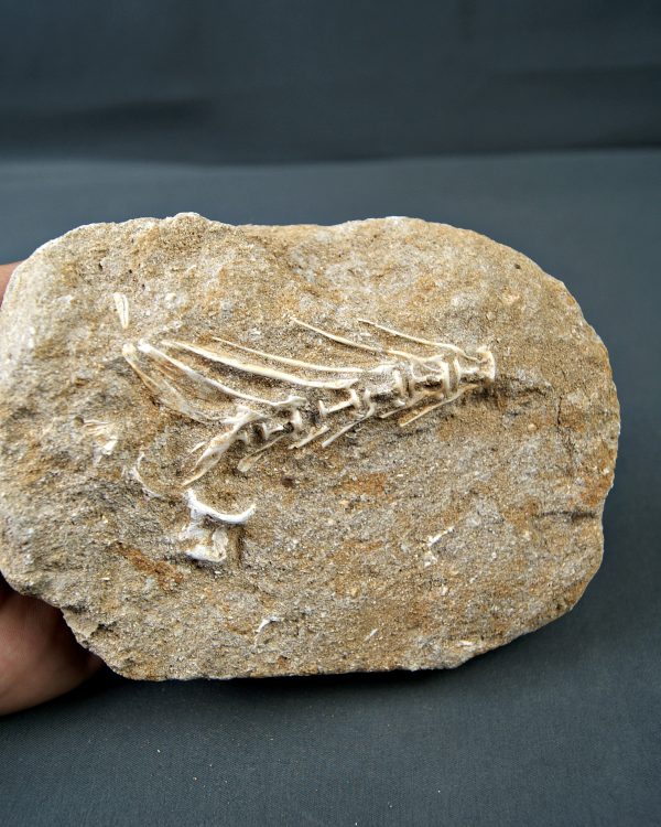 Esqueleto Enchodus lybicus