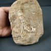 Esqueleto Enchodus lybicus