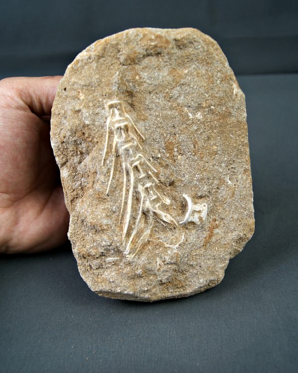 Esqueleto Enchodus lybicus