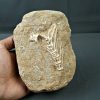 Esqueleto Enchodus lybicus