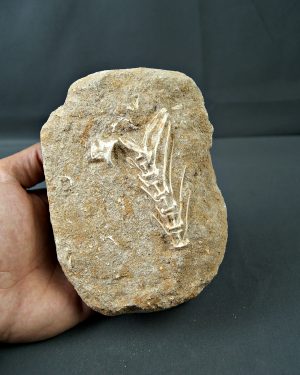 Esqueleto Enchodus lybicus