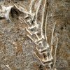 Esqueleto Enchodus lybicus