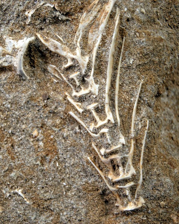 Esqueleto Enchodus lybicus