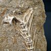 Esqueleto Enchodus lybicus